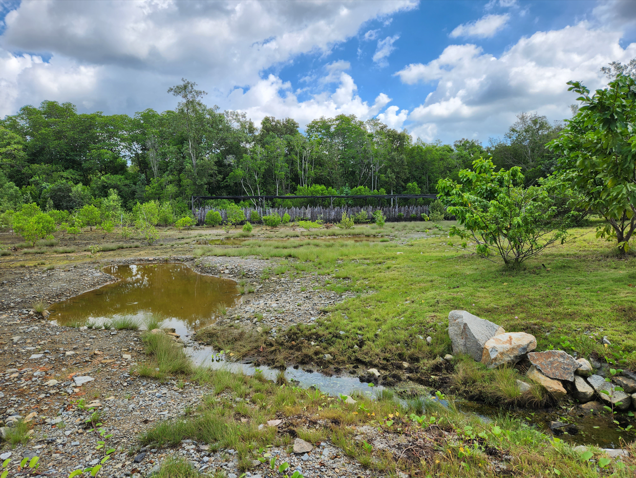 mangrove arboretum